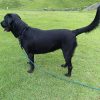 Dog Leash BTINESFUL Long Training 30ft Blue Reflective Rope-6