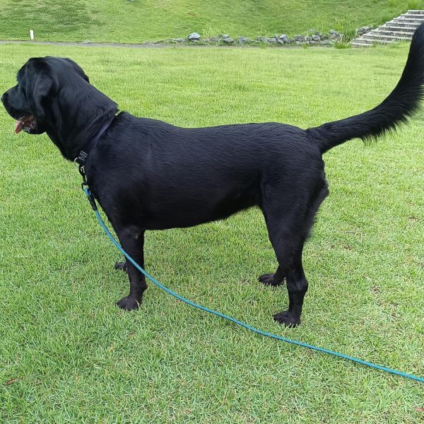 Dog Leash BTINESFUL Long Training 30ft Blue Reflective Rope-6